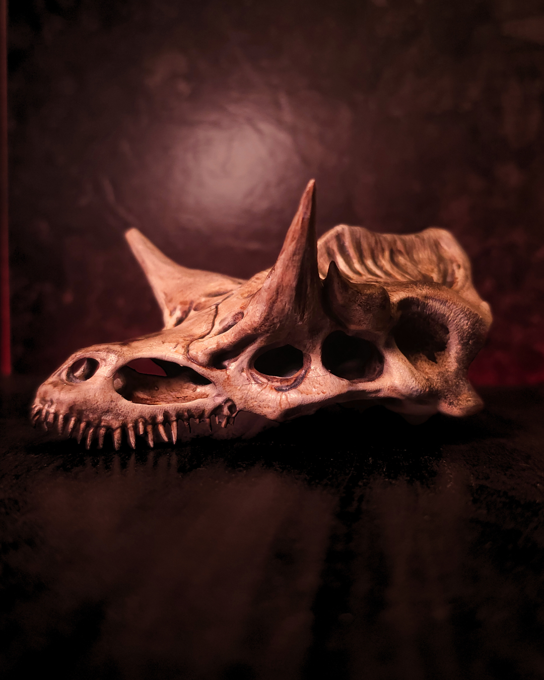 Profil gauche du crâne de dragon Caraxes montrant les crocs acérés, les cavités osseuses et les cornes sculptées, dans une ambiance sombre de décoration fantasy et médiévale.