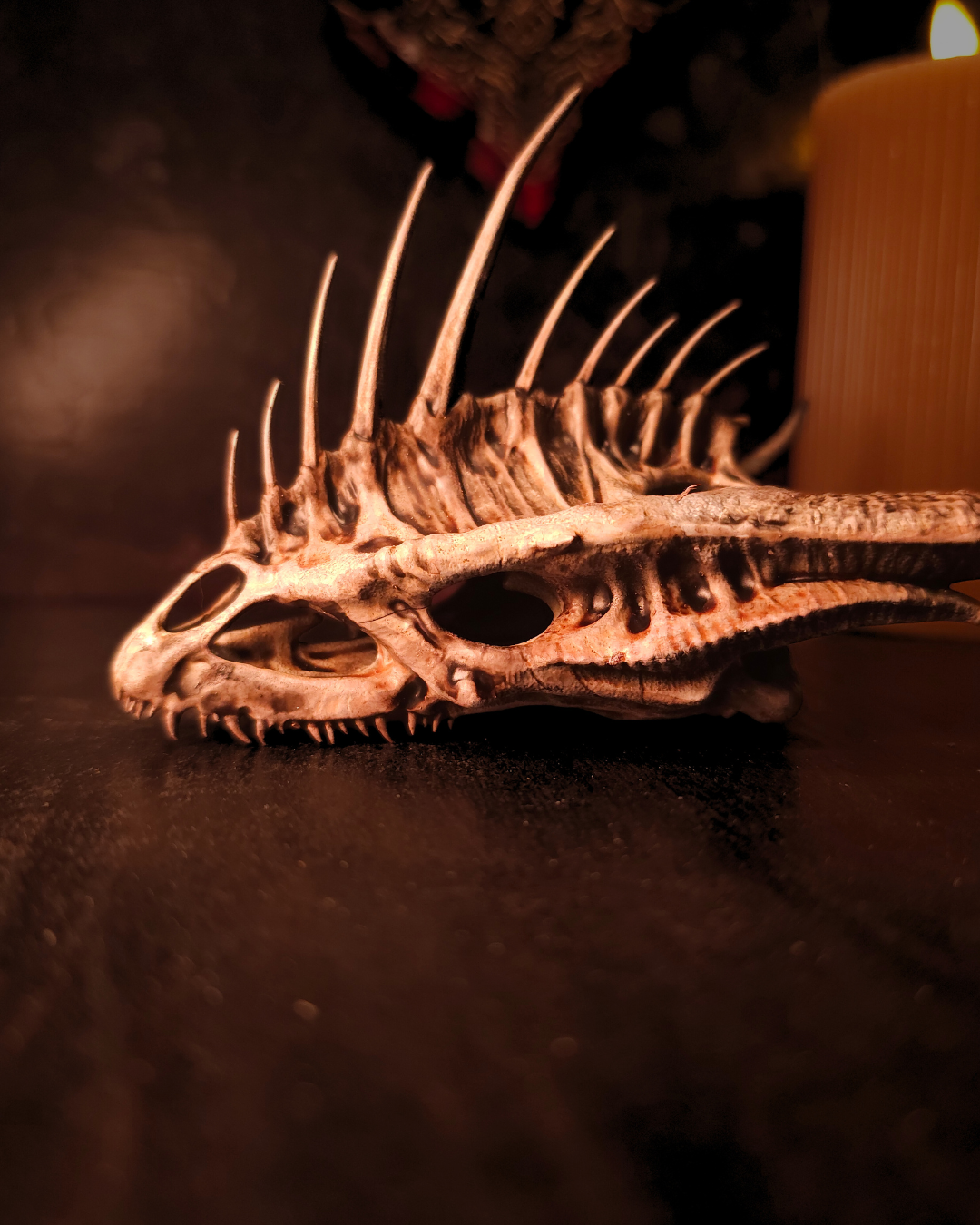 Crâne de dragon Moondancer vu de côté, éclairé par une bougie, mettant en valeur les reliefs osseux, les cavités du crâne et l’ambiance gothique et médiévale.