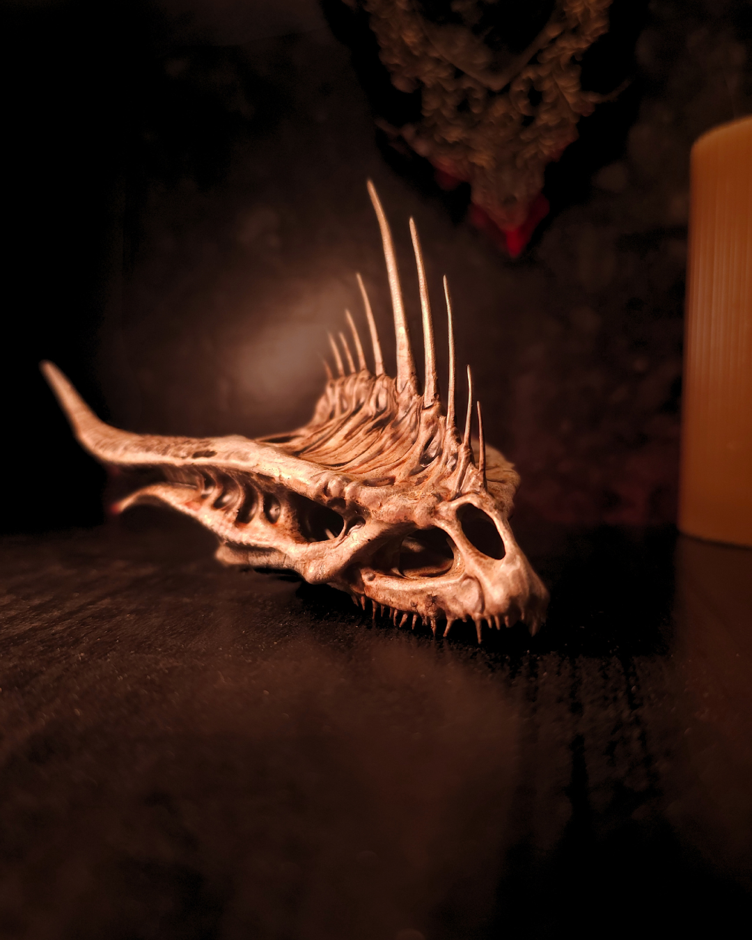 Crâne de dragon Moondancer posé sur une surface sombre, vu de profil, avec une structure osseuse fine, des dents apparentes et une silhouette élancée typique des dragons de fantasy.